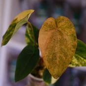 Anthurium (Papililaminum variegated × Crystallinum marble) × (Besseae × Papililaminum)⑦|アンスリウム|観葉植物