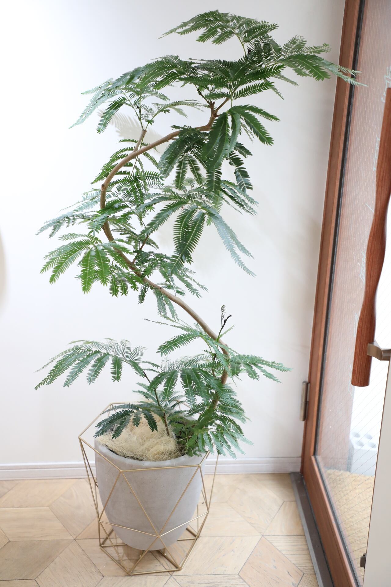 渋谷区周辺エリア/配送料無料】【145cm】エバーフレッシュ曲げ木