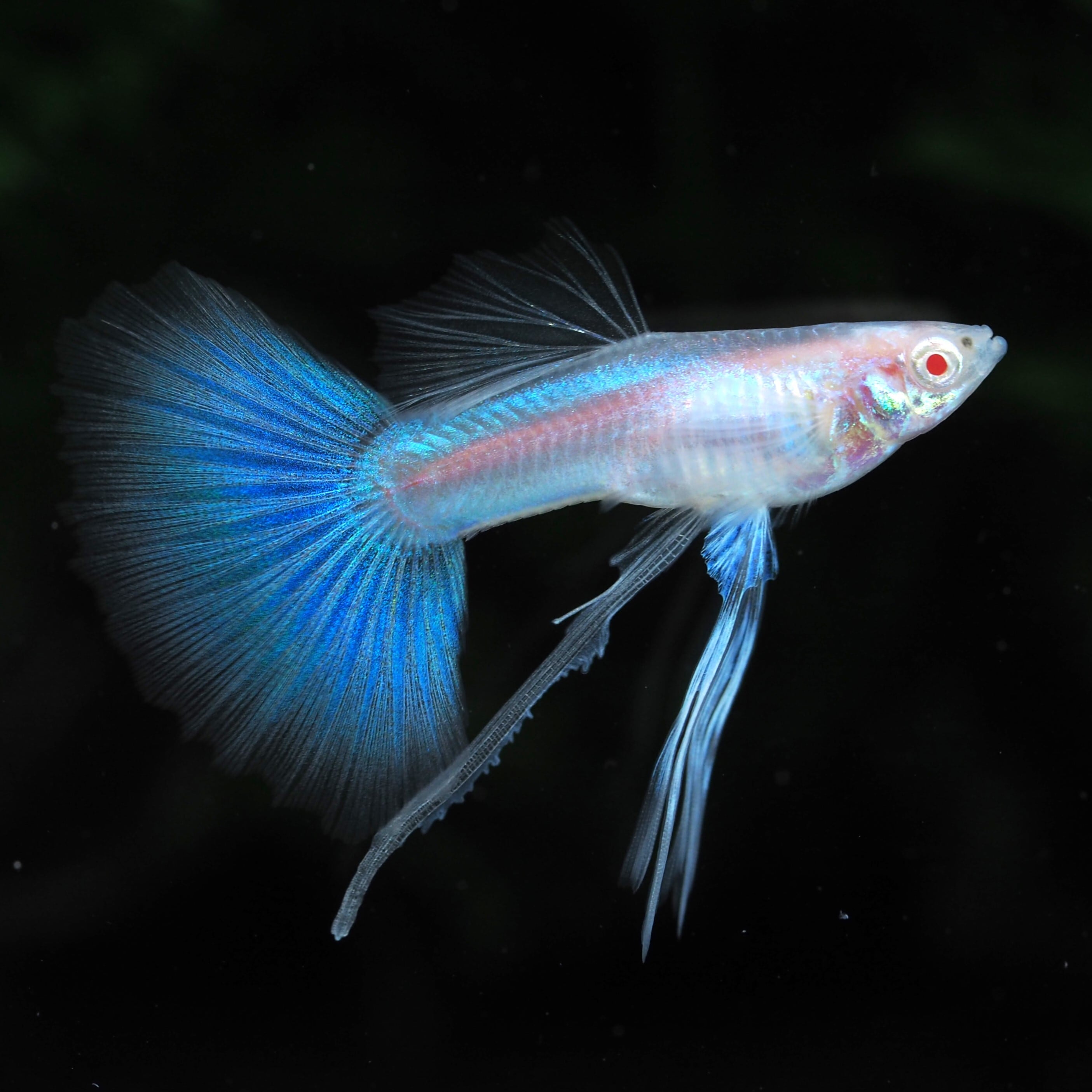 GUPPY | 伊豆グッピーファーム