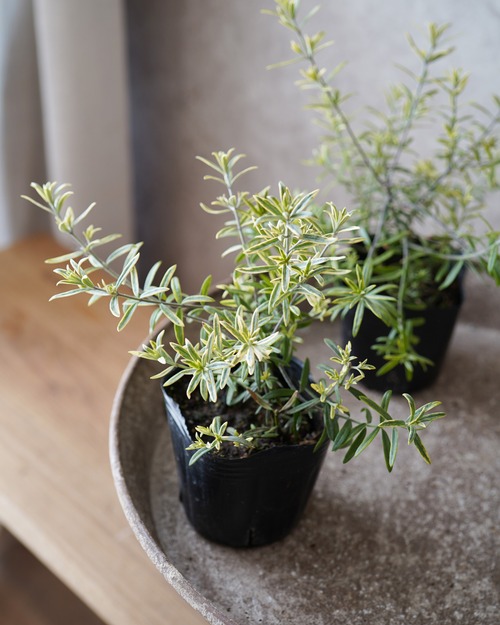 ウェストリンギア　モーニングライト　３号（２本植え）