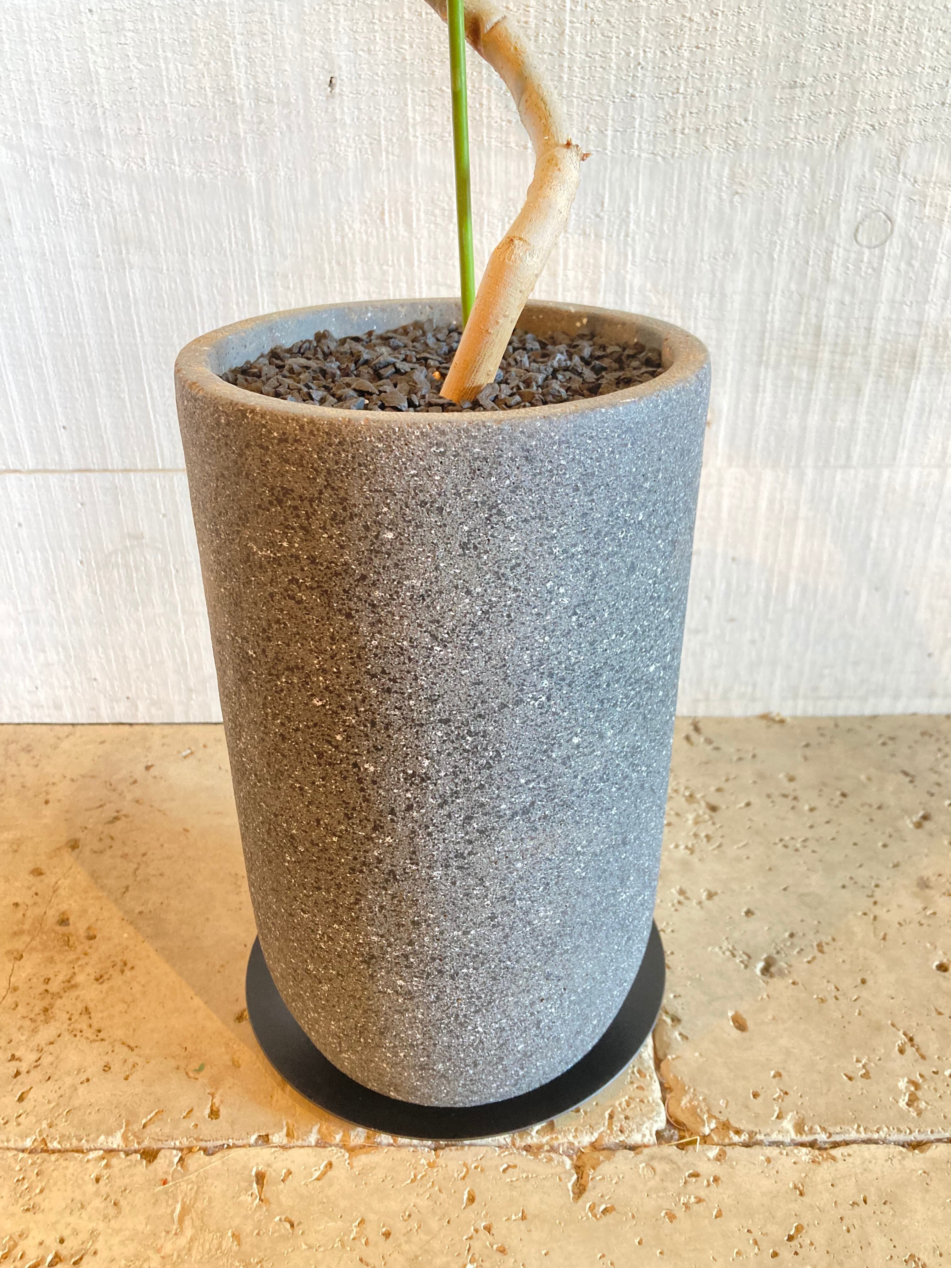 フィカス・アルテシマ（セメント鉢入り）※Φ14.5×H67cm グレー