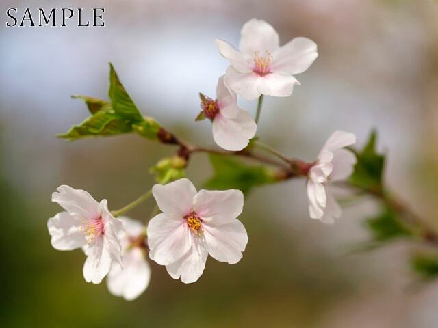 八坂神社　桜　JPEG (2)