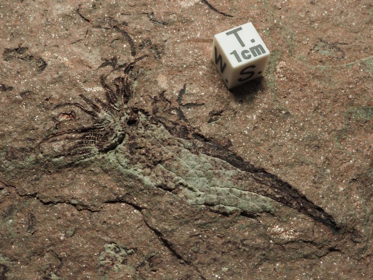 ウミユリの化石【Ascocystites sp.】モロッコ王国産/棘皮動物 | 化石