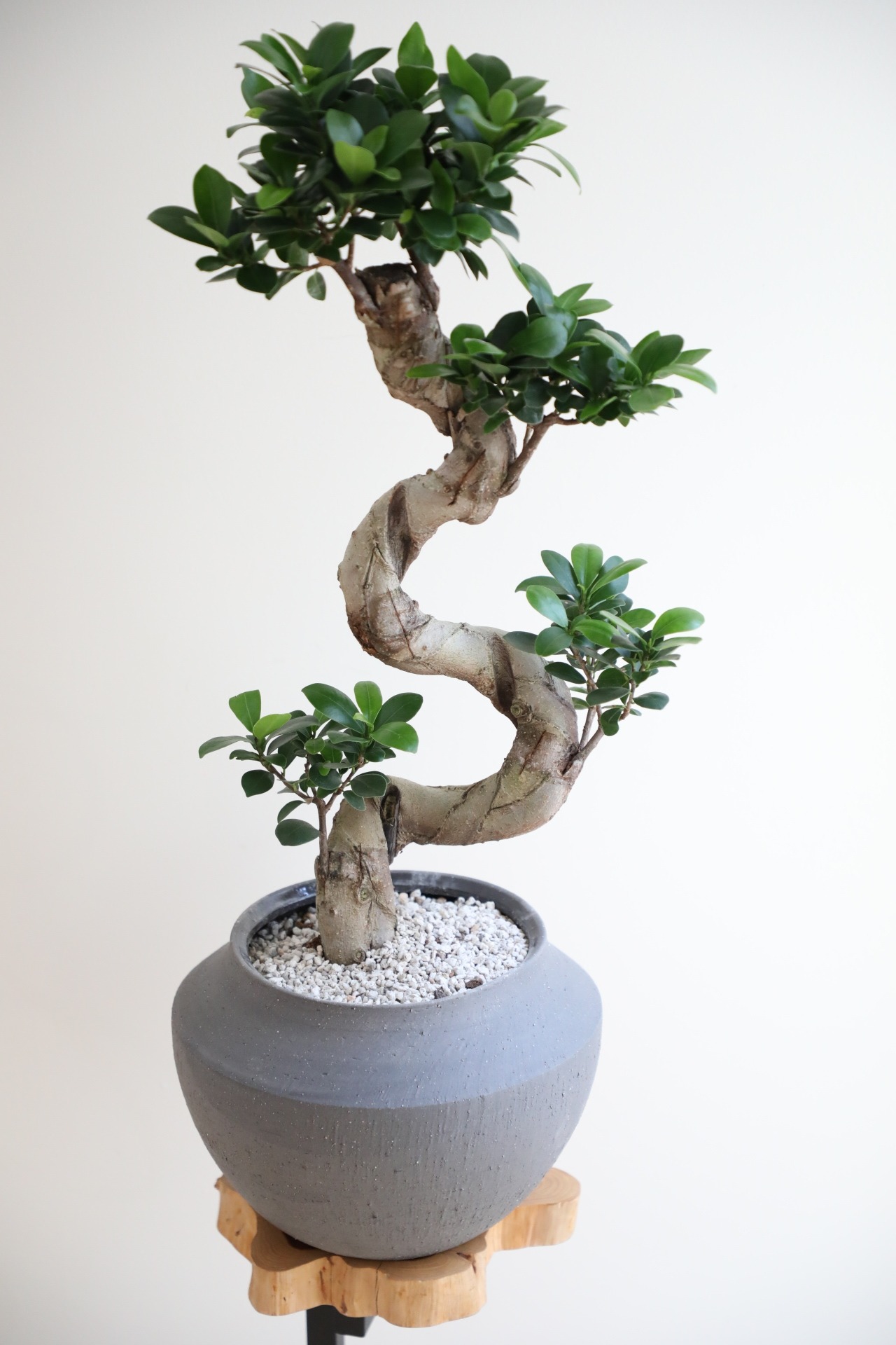 【M】ガジュマル 曲げ木/Ficus microcarpa　※陶器鉢付き