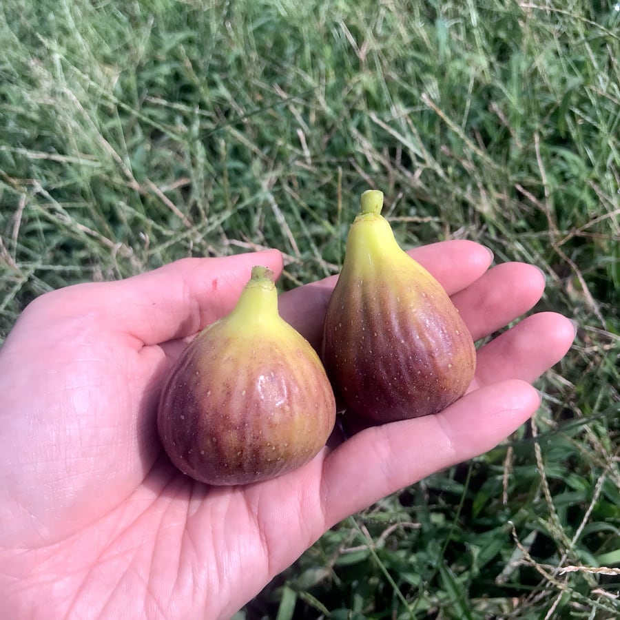 白いちじく】稀少な白いちじく☆ぶどうを肥料にした しあわせ無花果