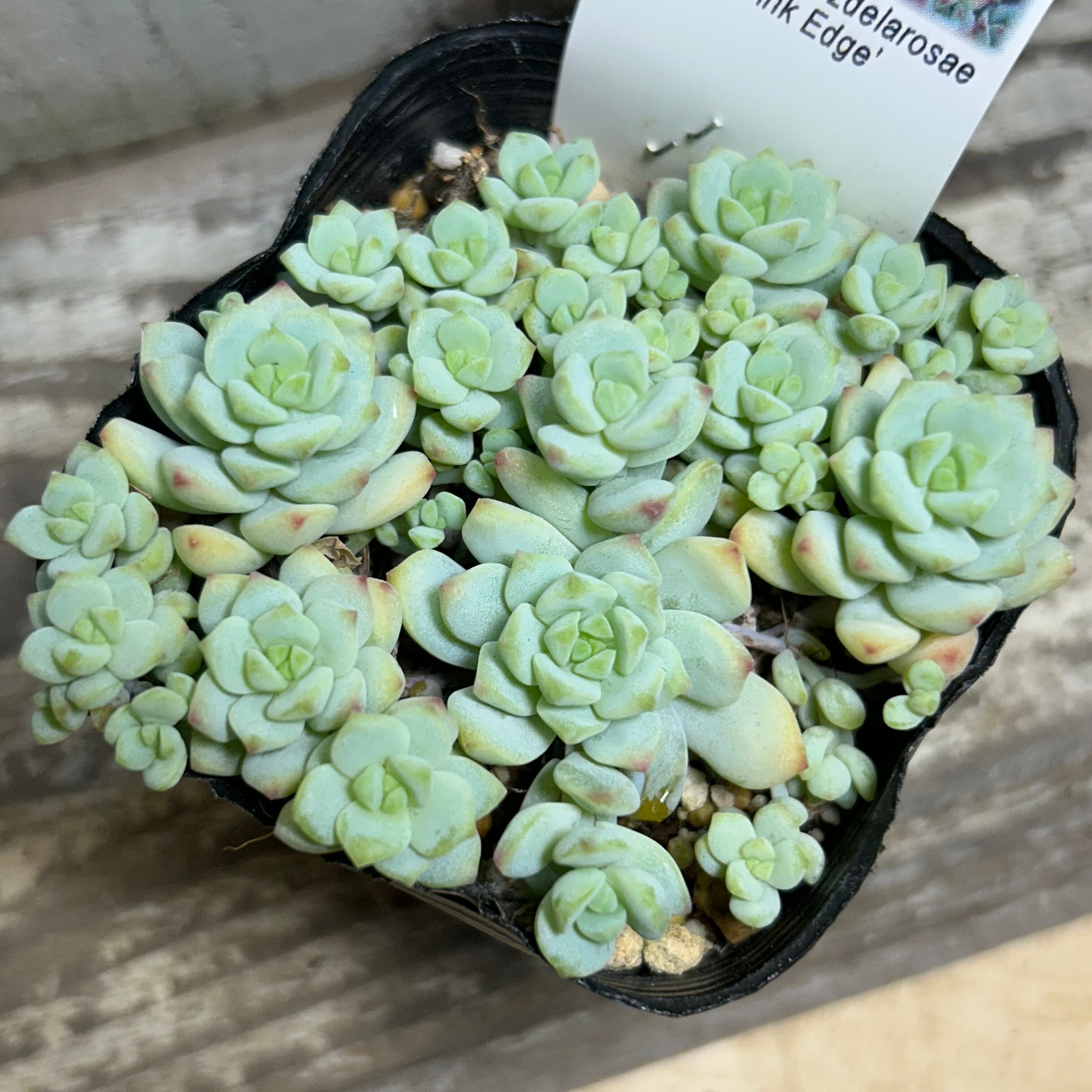 RuPo 多肉植物専門店