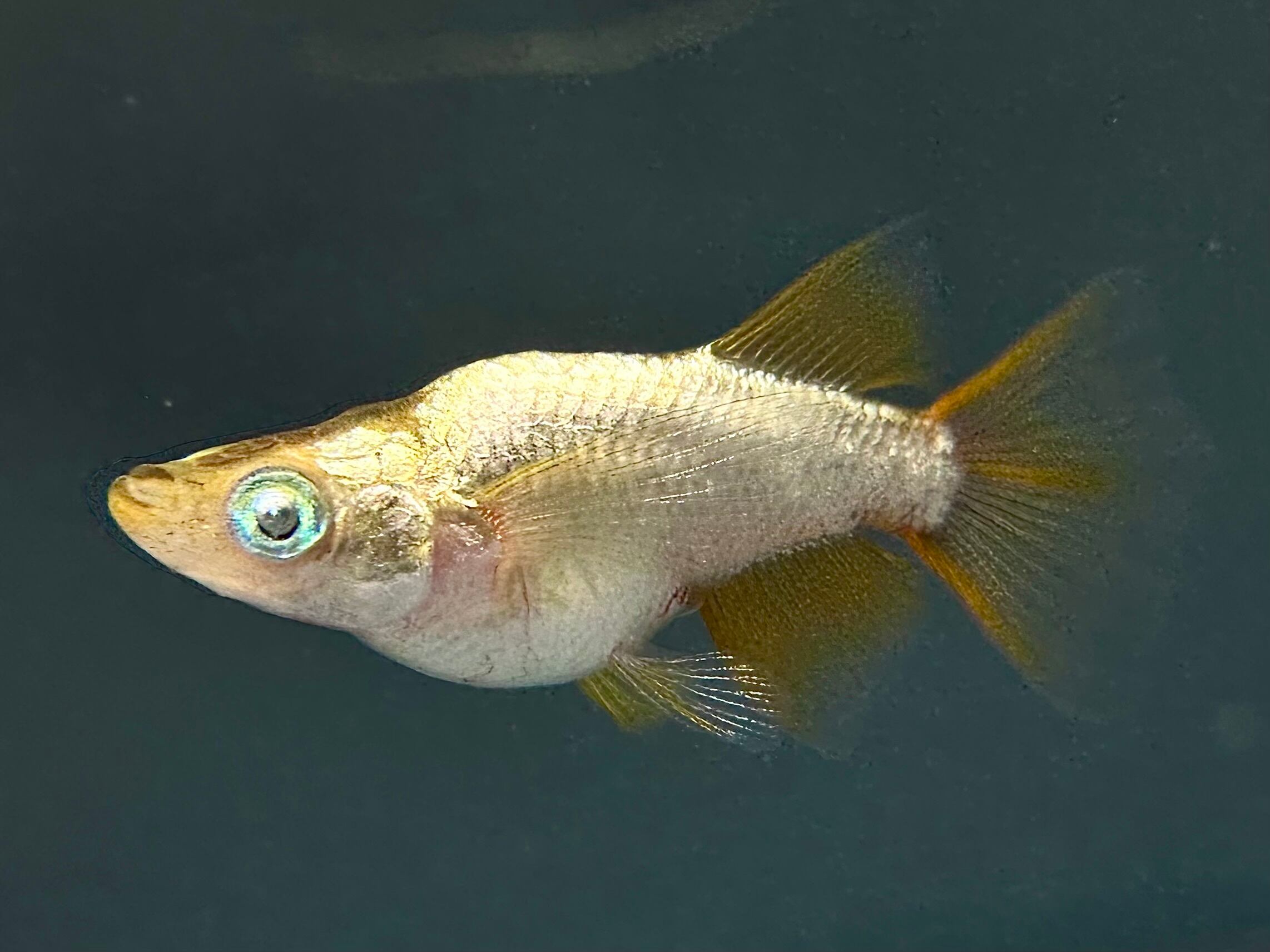 西郷メダカ様ブリード 橙 1ペア