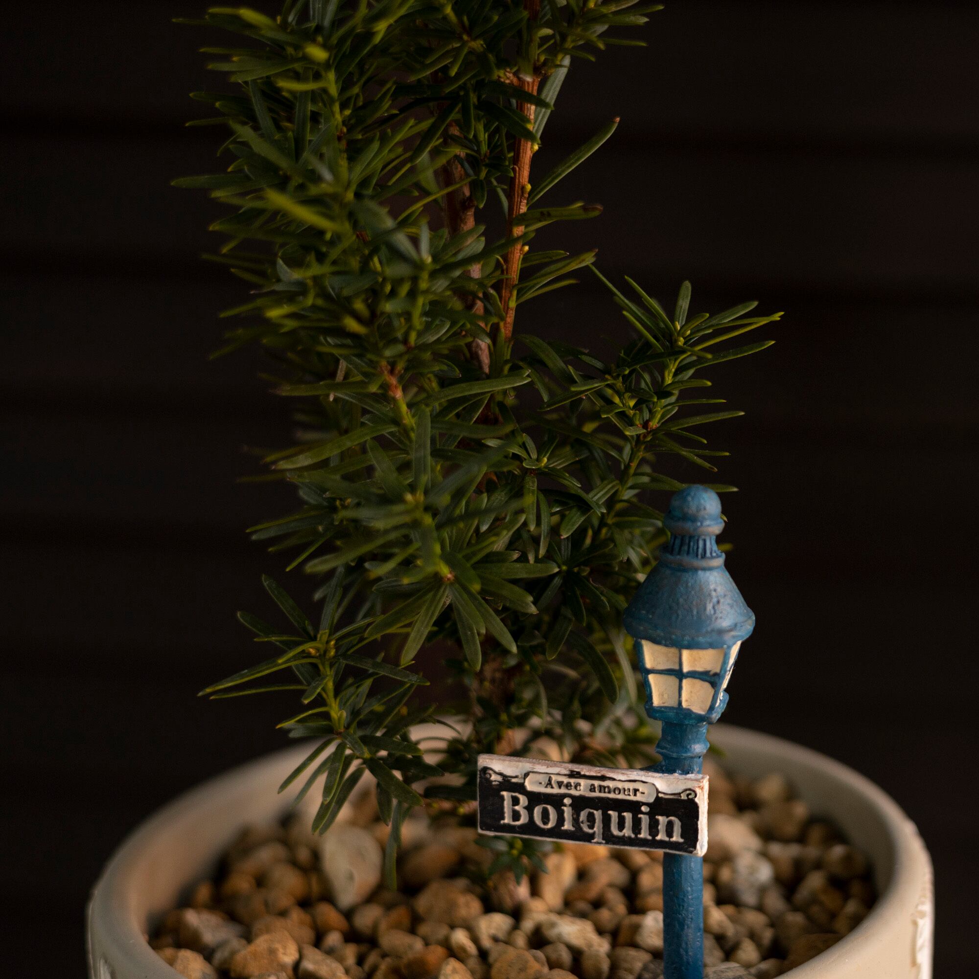 モミの木（針葉樹）　9〜14cm 60本入り　：ブッシュ　完成品　　6472 モミの木 葉の通販