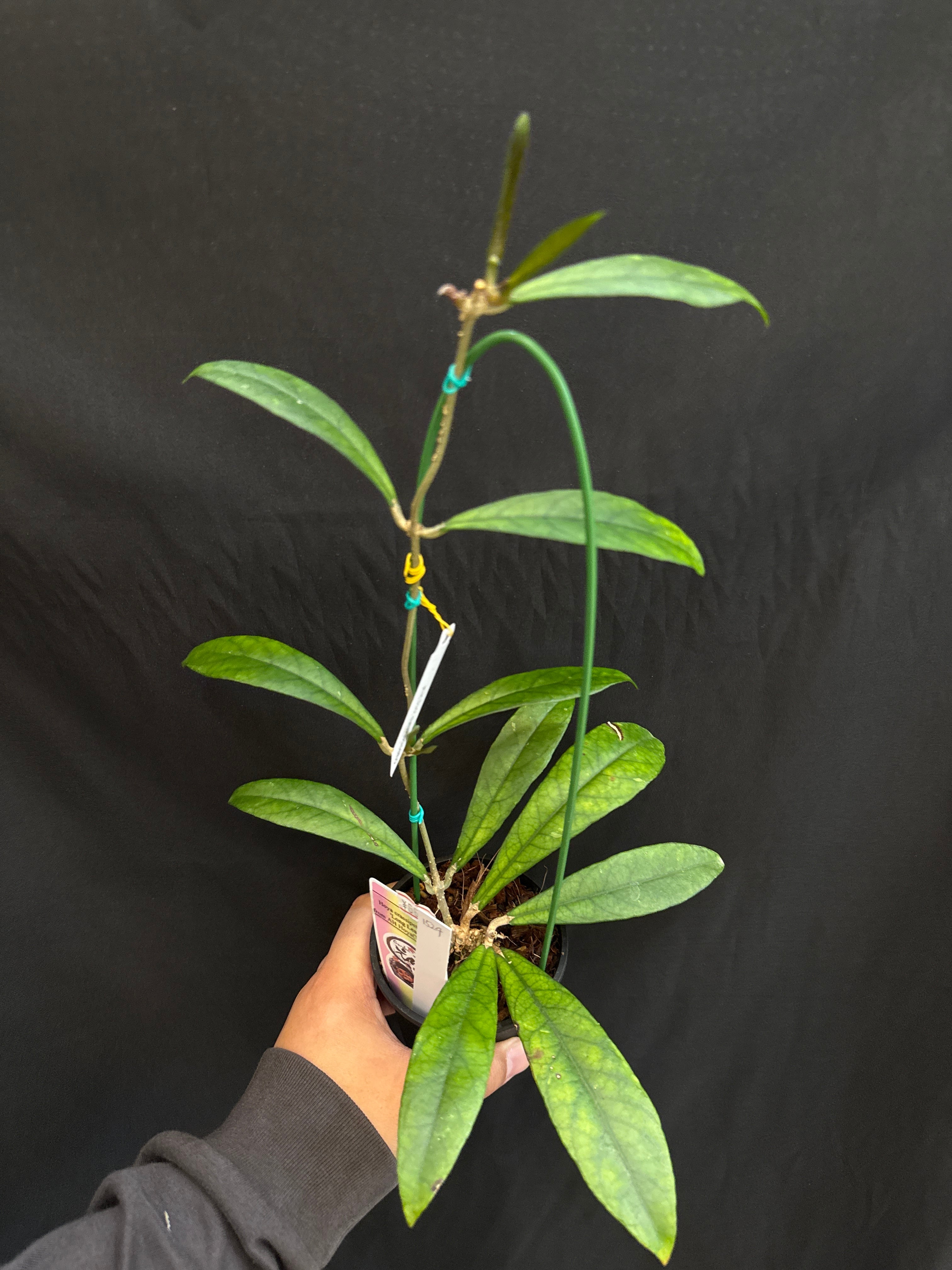 1524 ホヤ クラッシペティオラータ 'Long Leaf' (AH Hoya) | Garden