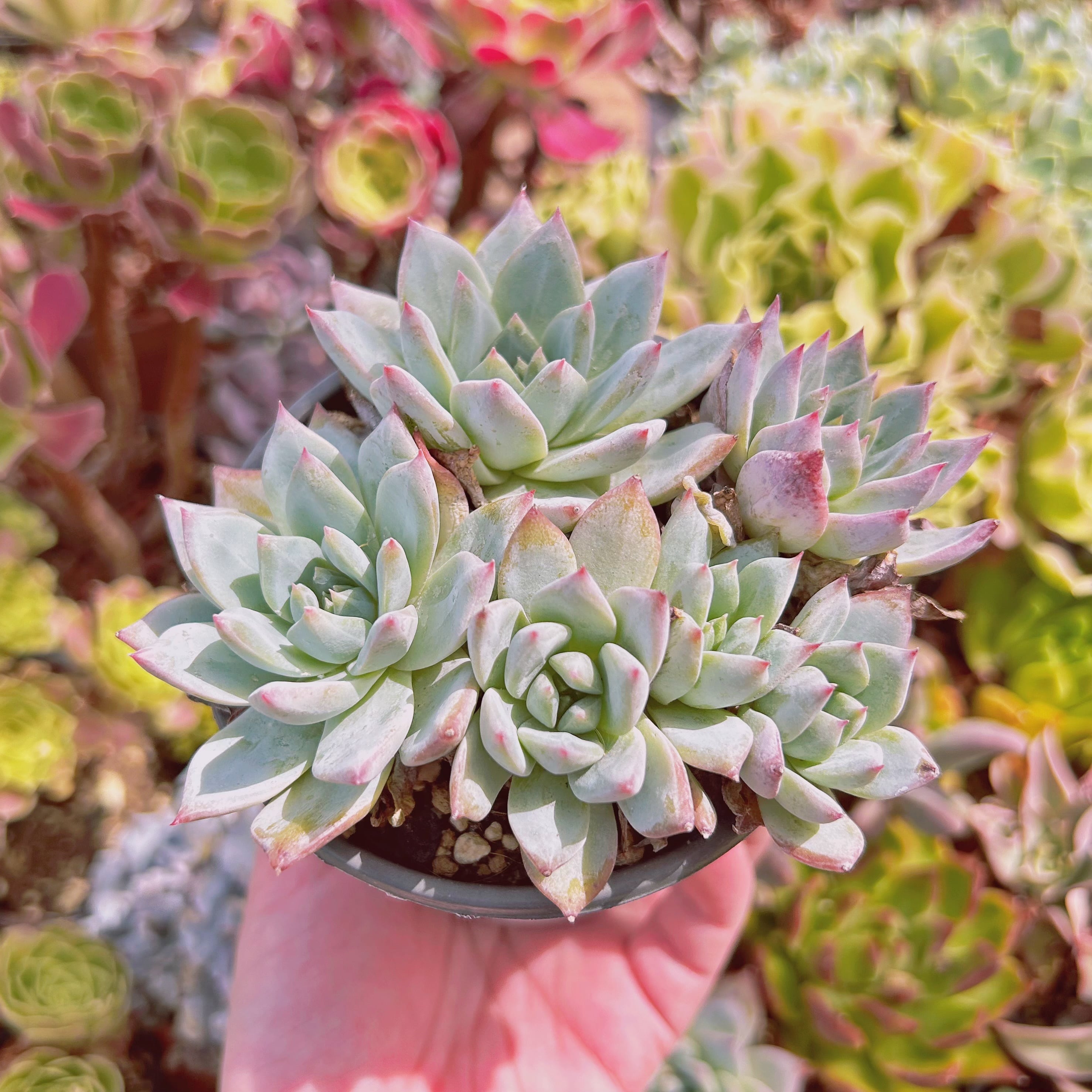 現物 多肉植物 ブルーバード 特大 抜き苗 | るる農園~多肉植物専門