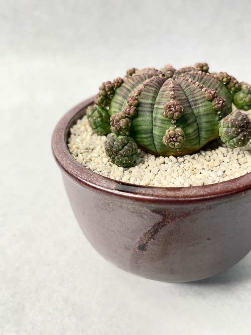 ユーフォルビア・子吹きシンメトリカ