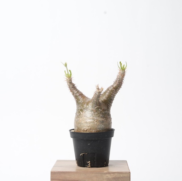 パキポディウム グラキリス no.1〈発根済み〉