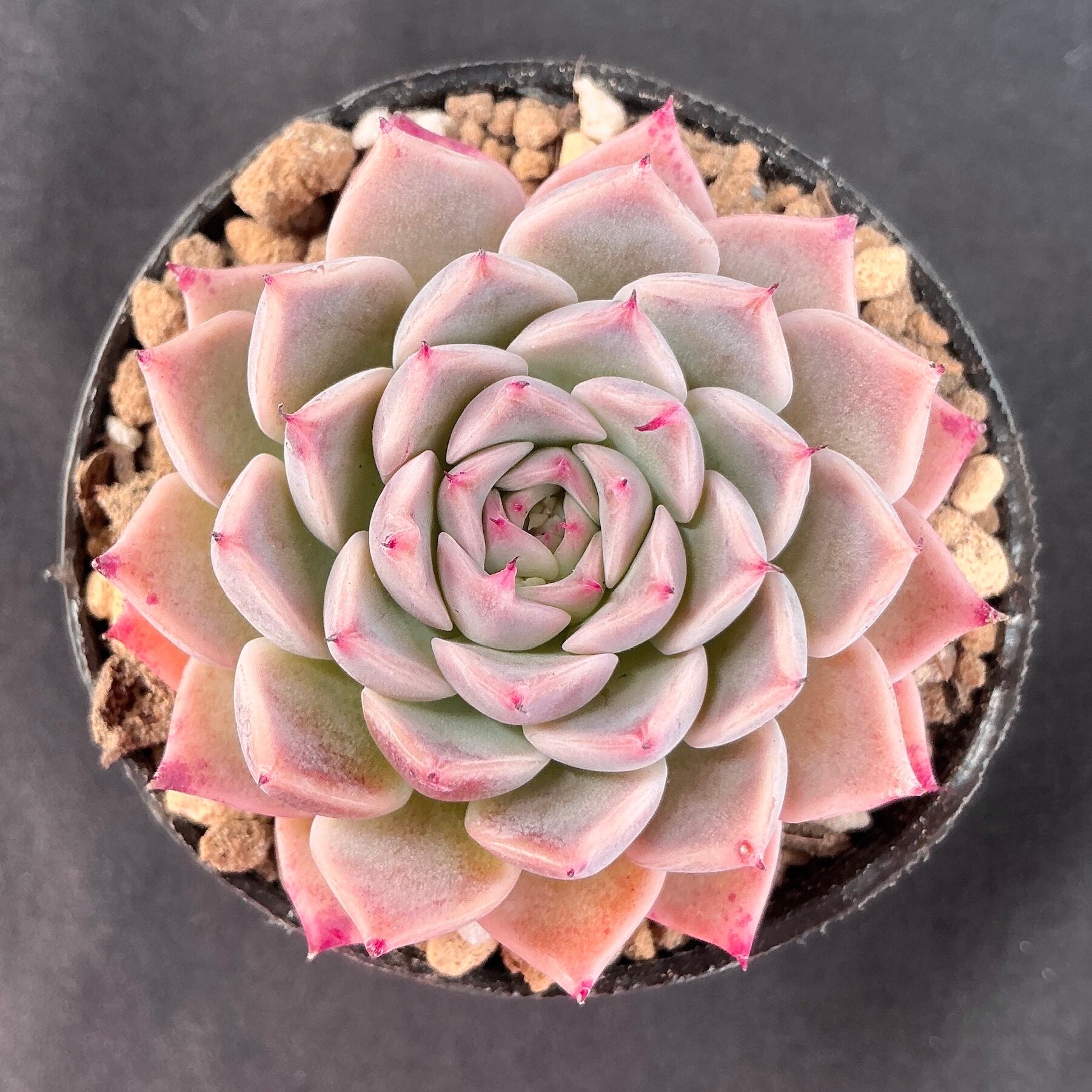 中里リンゼアナ　カット小苗　多肉植物 中里リンゼアナ カット小苗 多肉植物 【公式通販】