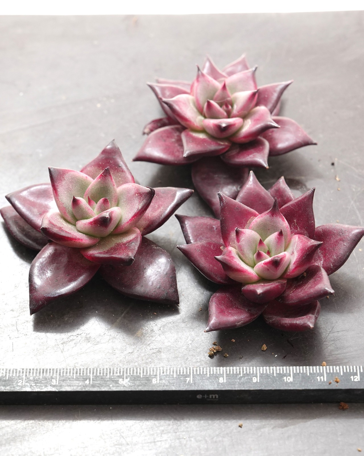 カット苗 ロメオルビン S Echeveria agavoides 'Romeo Rubin'