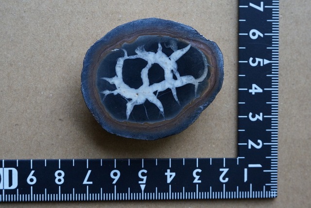 セプタリア　Septaria　⑥