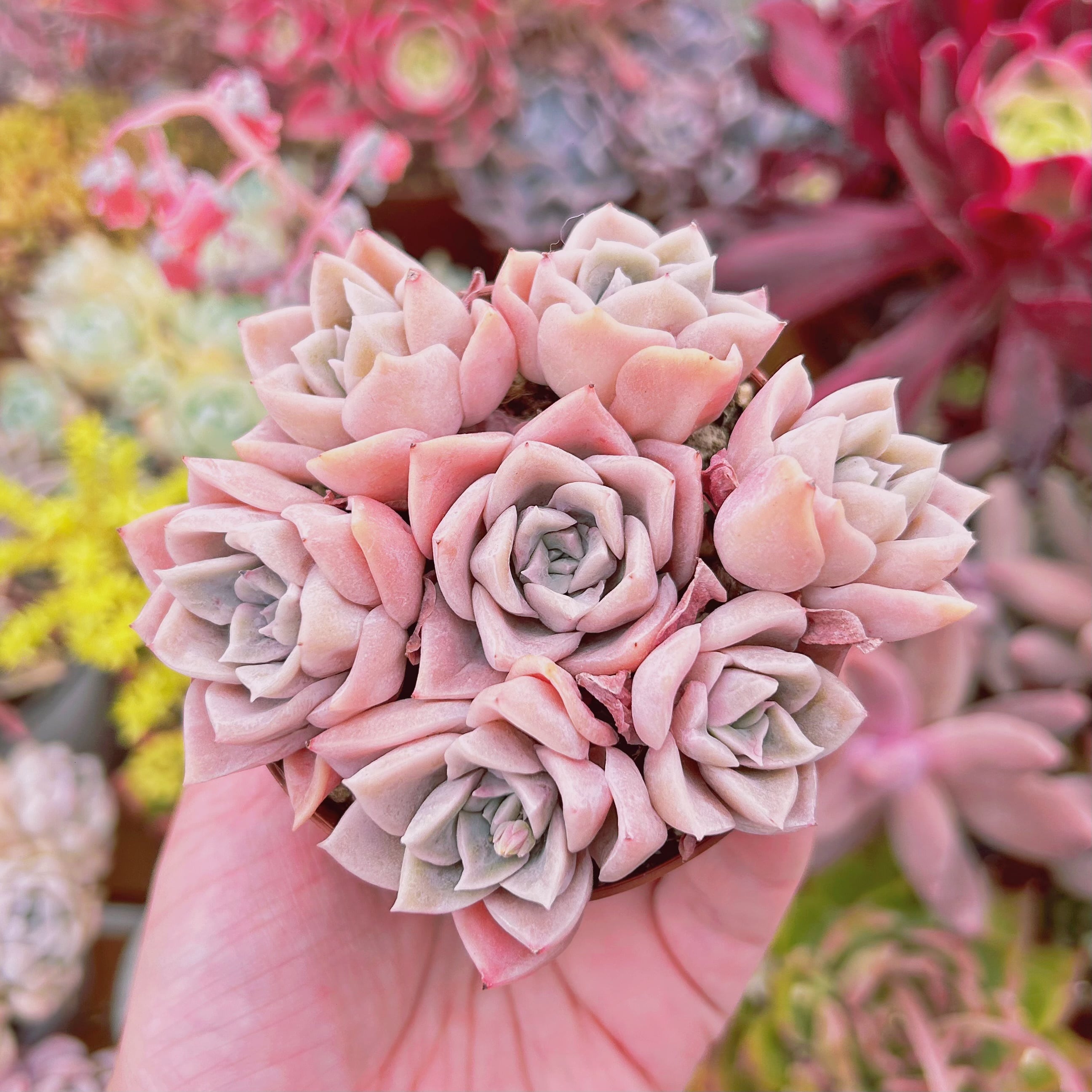 799現物 多肉植物 ラブリーローズx白牡丹 | るる農園~多肉植物専門