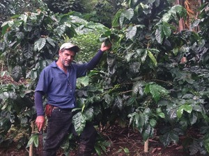 ニカラグア サンタマリア パカマラ ウオッシュド 中煎り 100g