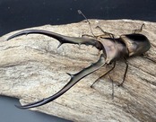 【WD】《メタリフェルホソアカ亜種フィナエ 91mm ペア》