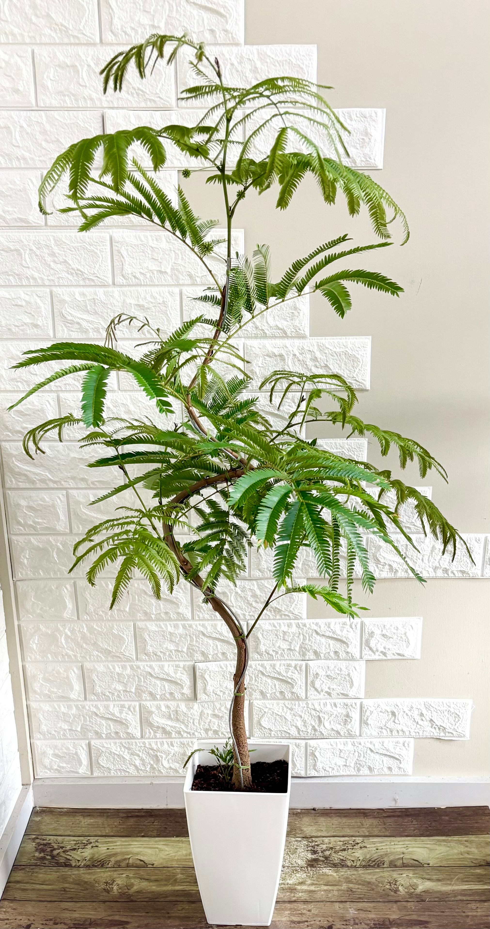 現品】エバーフレッシュ 曲がり樹形 7号鉢 観葉植物 | 観葉植物のお店
