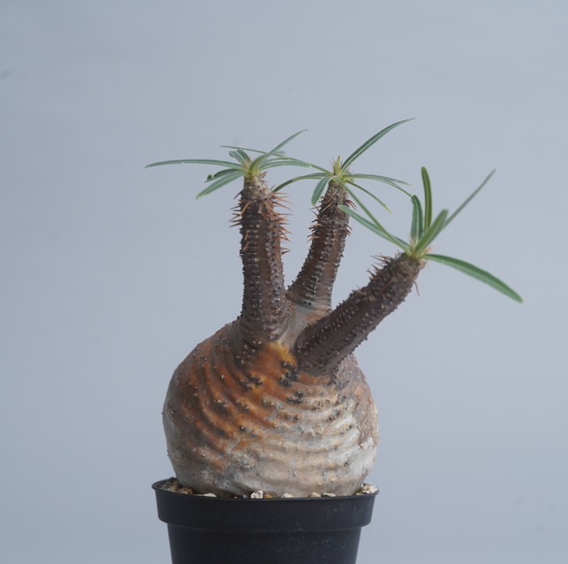 パキポディウム グラキリス no.6 〈発根済み〉