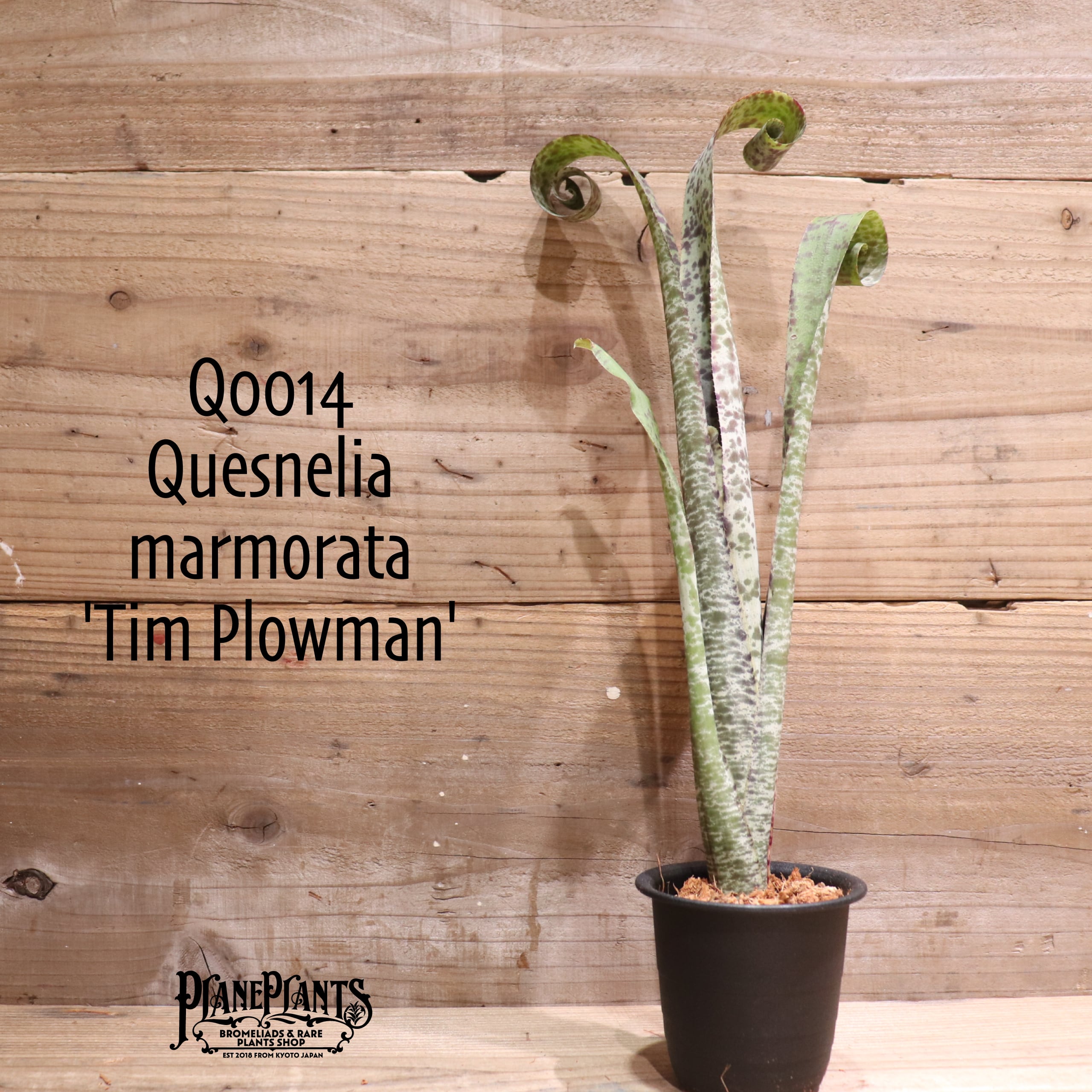 Quesnelia 'Tim Plowman'〔ケスネリア〕Q0030 Quesnelia 'Tim Plowman'〔ケスネリア〕Q0030 Quesnelia 'Tim Plowman