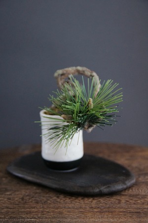 盆栽 松 Pinetree Bonsai #58