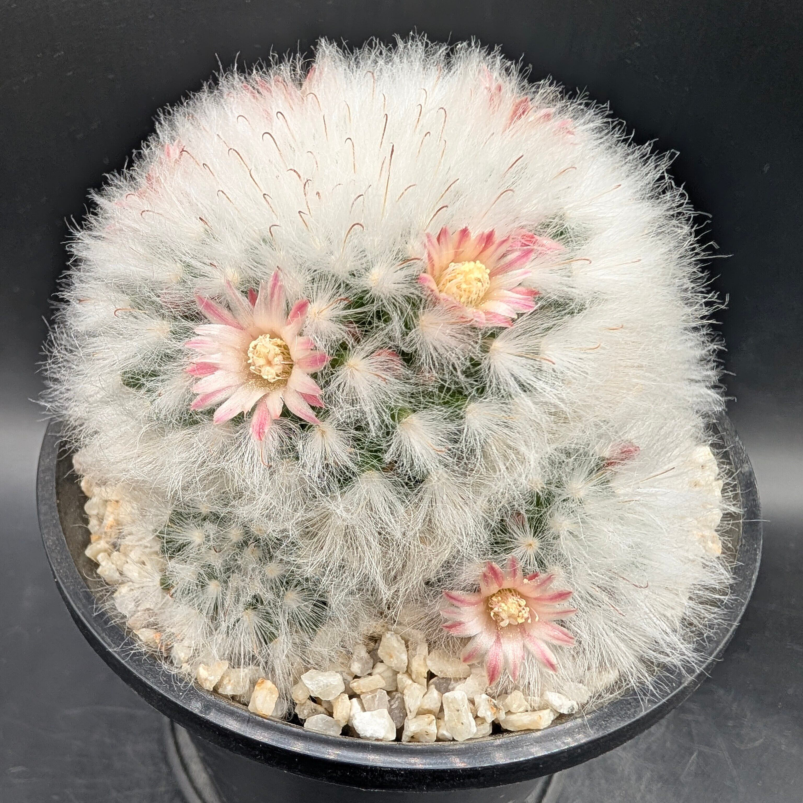 さなちゃんのおみせ