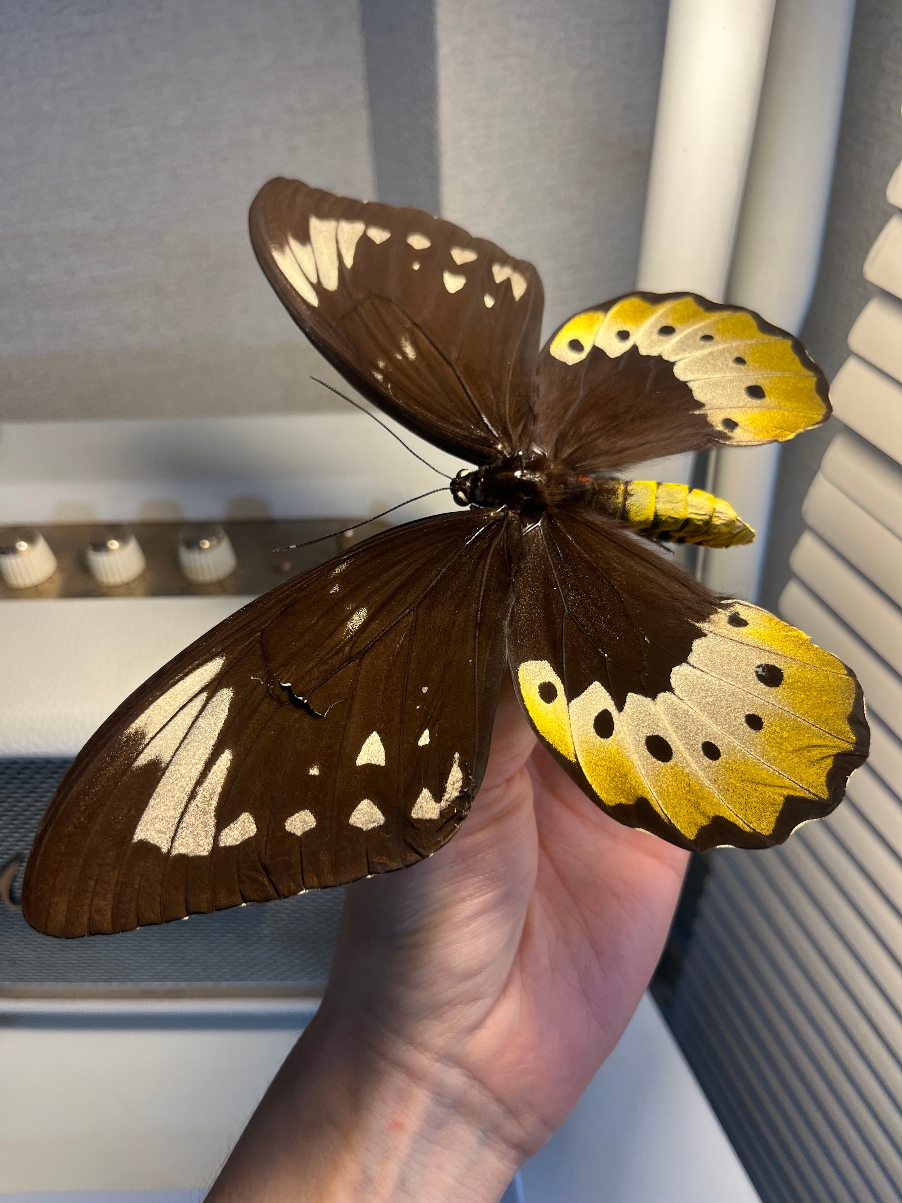 蝶最大級】ゴライアストリバネアゲハ 外国産蝶標本 蝶 標本 メガネ