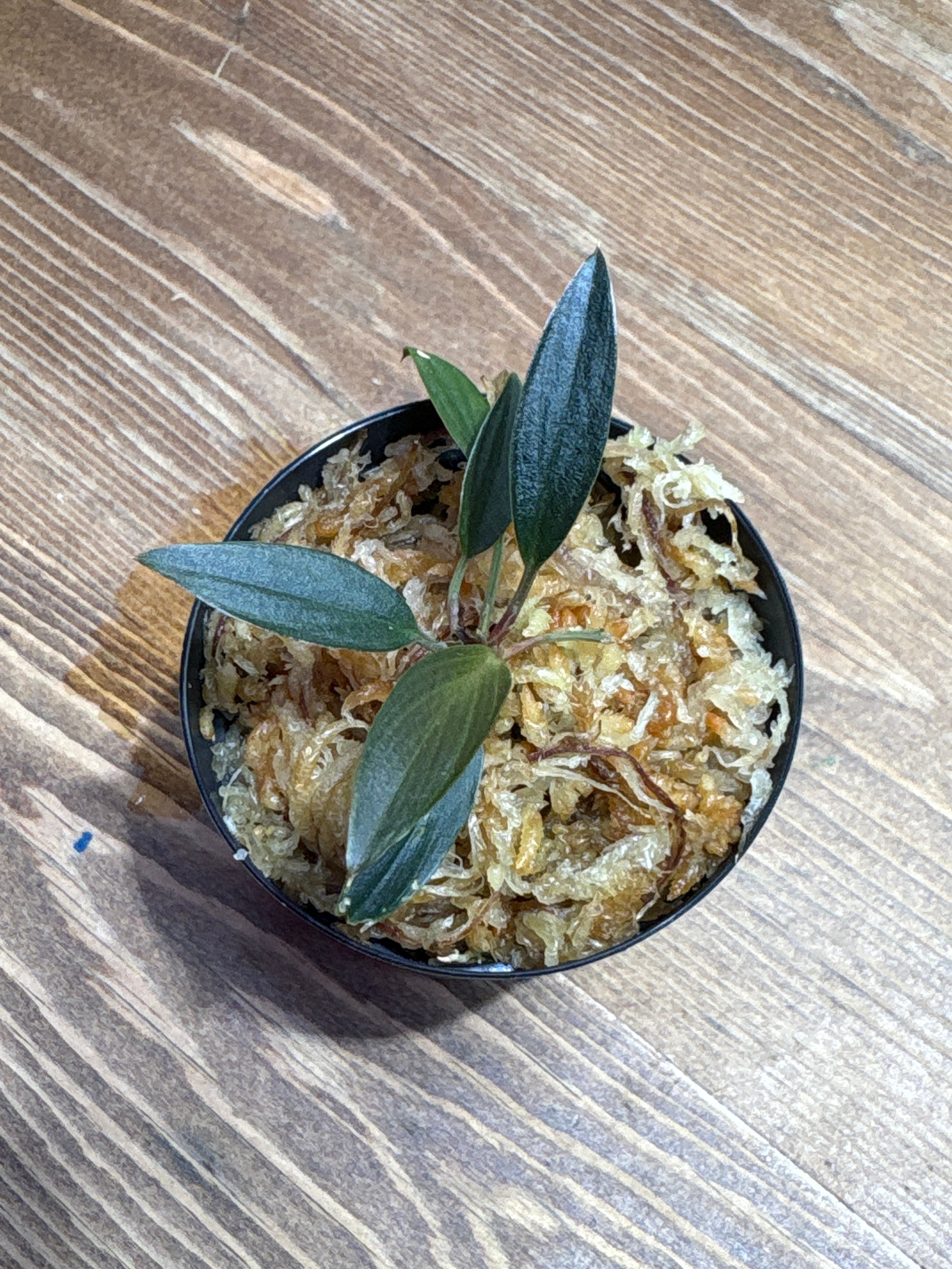 ホマロメナ | Plants Base