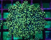 【現地買付】Yaeyamaensis Orange 5