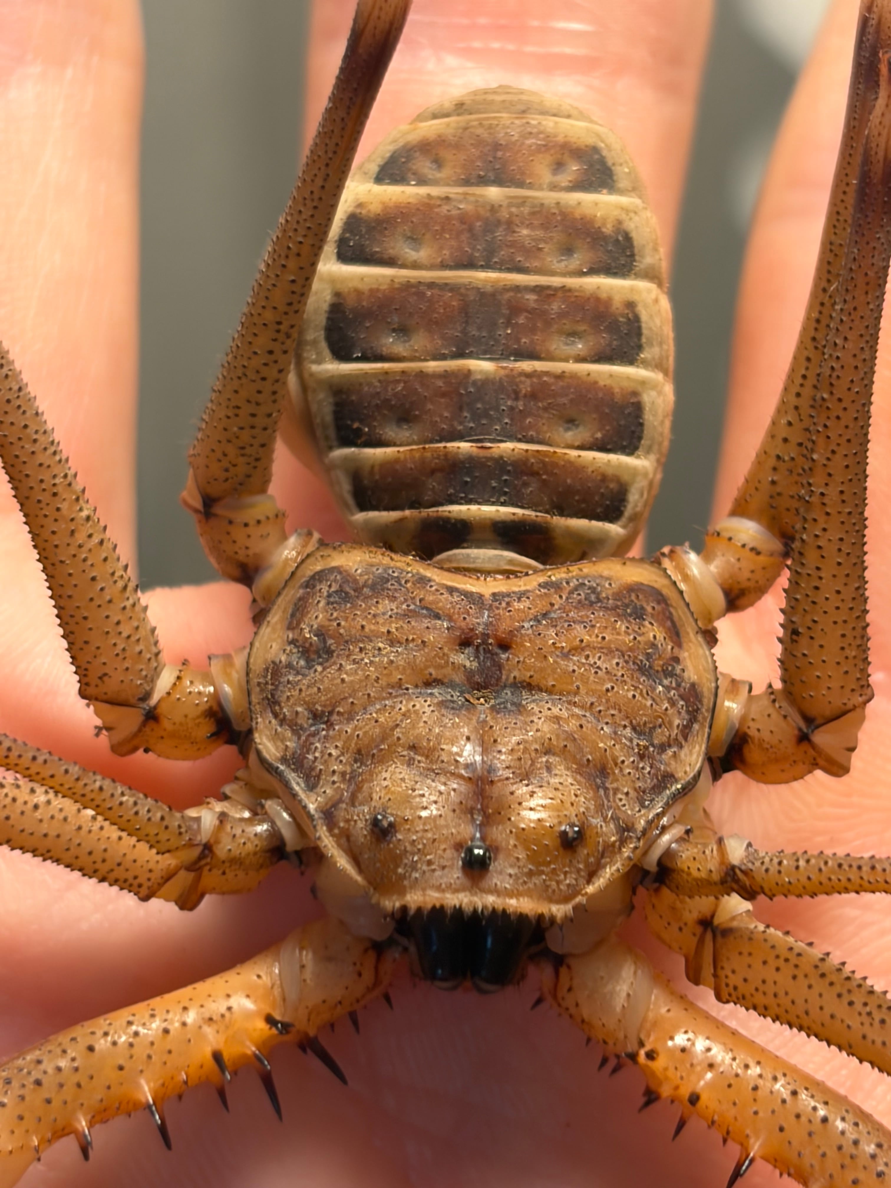 最大種ペア】ダイオウウデムシ LS25cm位 奇虫Acanthophrynus coronatus