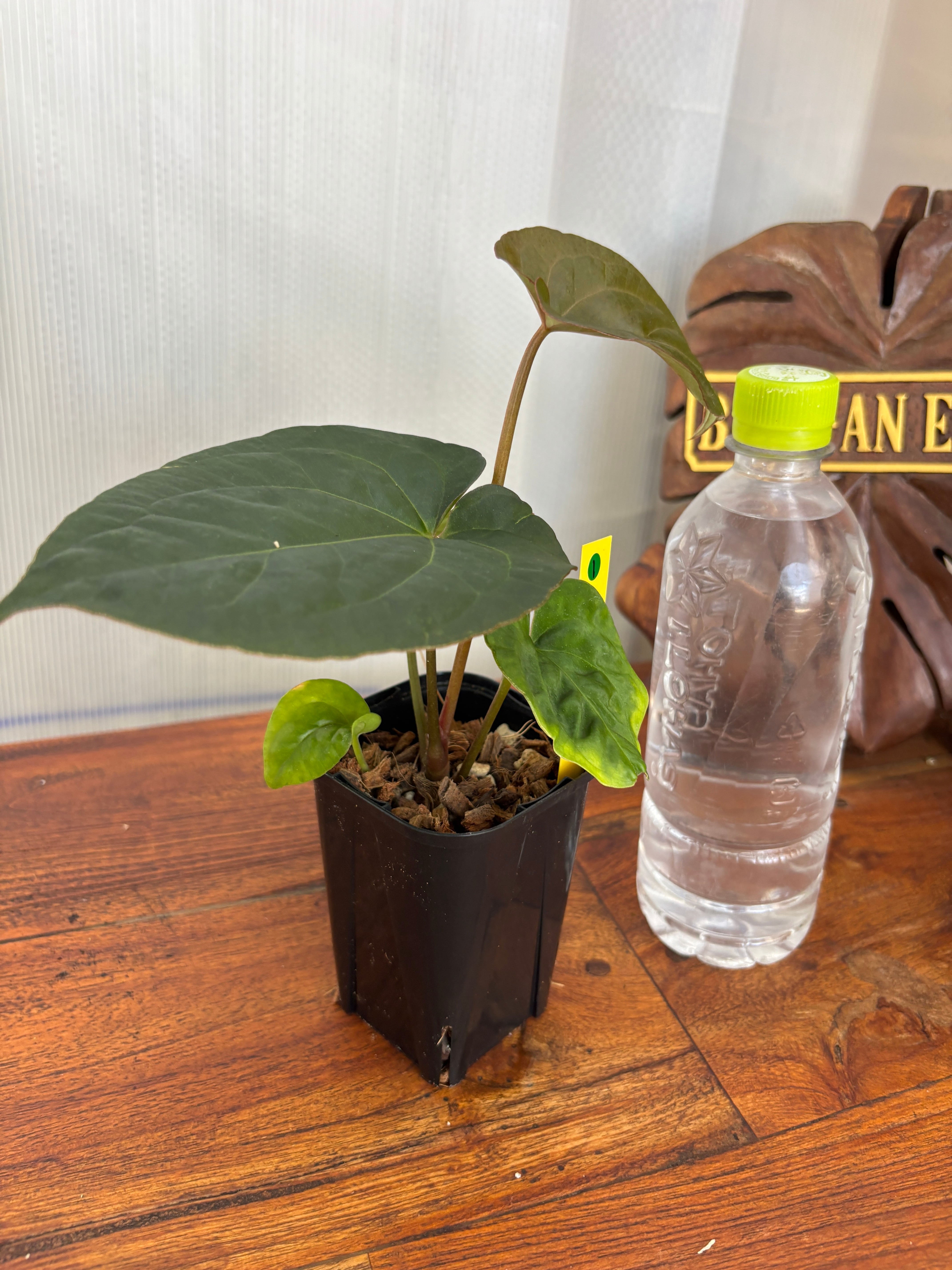 Anthurium | BALI-AN 園芸