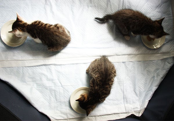 猫 ポストカード The Cat who....晩餐会 保護猫ブラザース(5) 10x14.8センチ(cm)官製はがきサイズ 猫写真 はがき ねこ葉書 ネコハガキ Postcard アイとちび