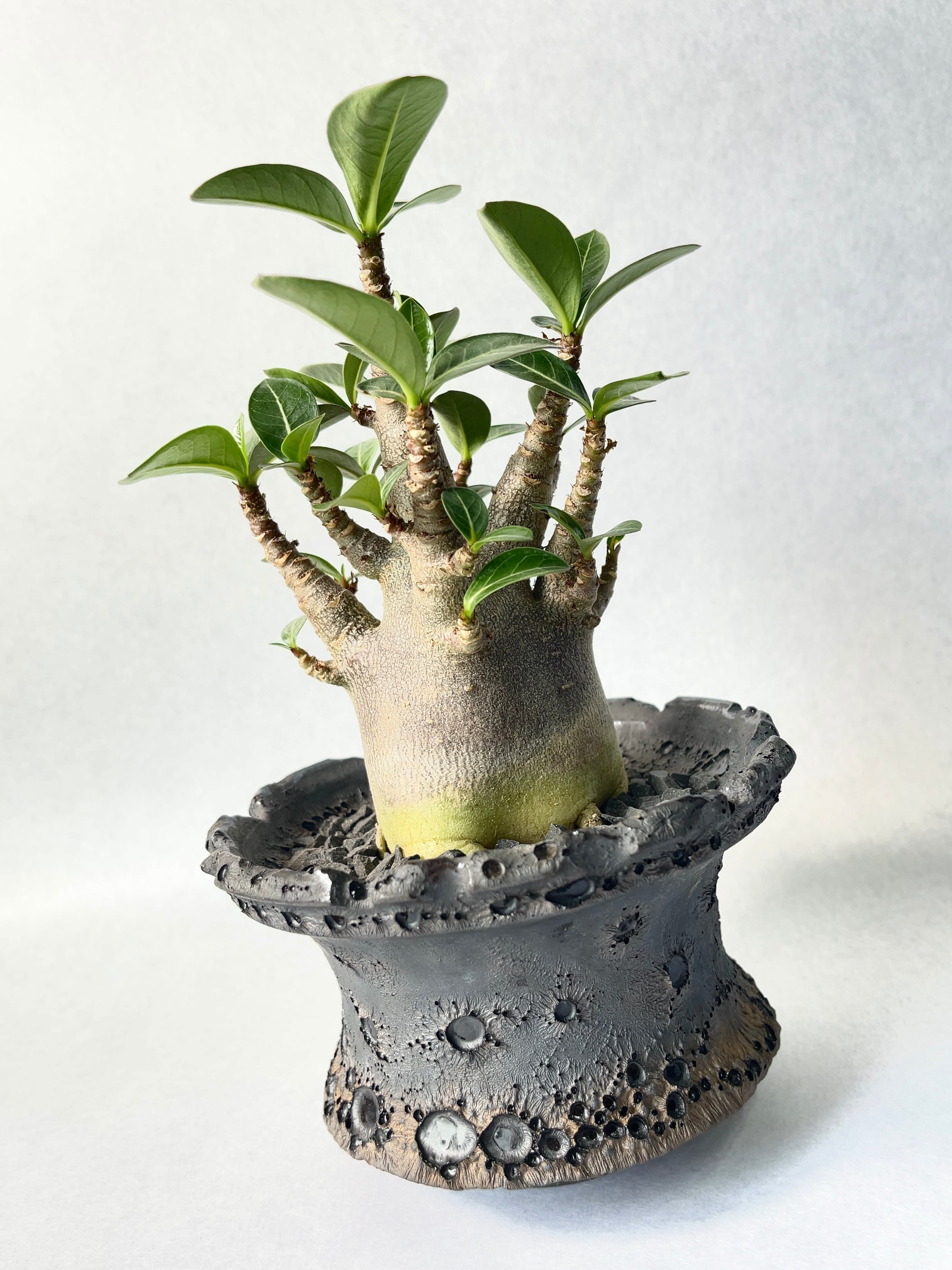 アデニウム・スーパードワーフブラック | trigger