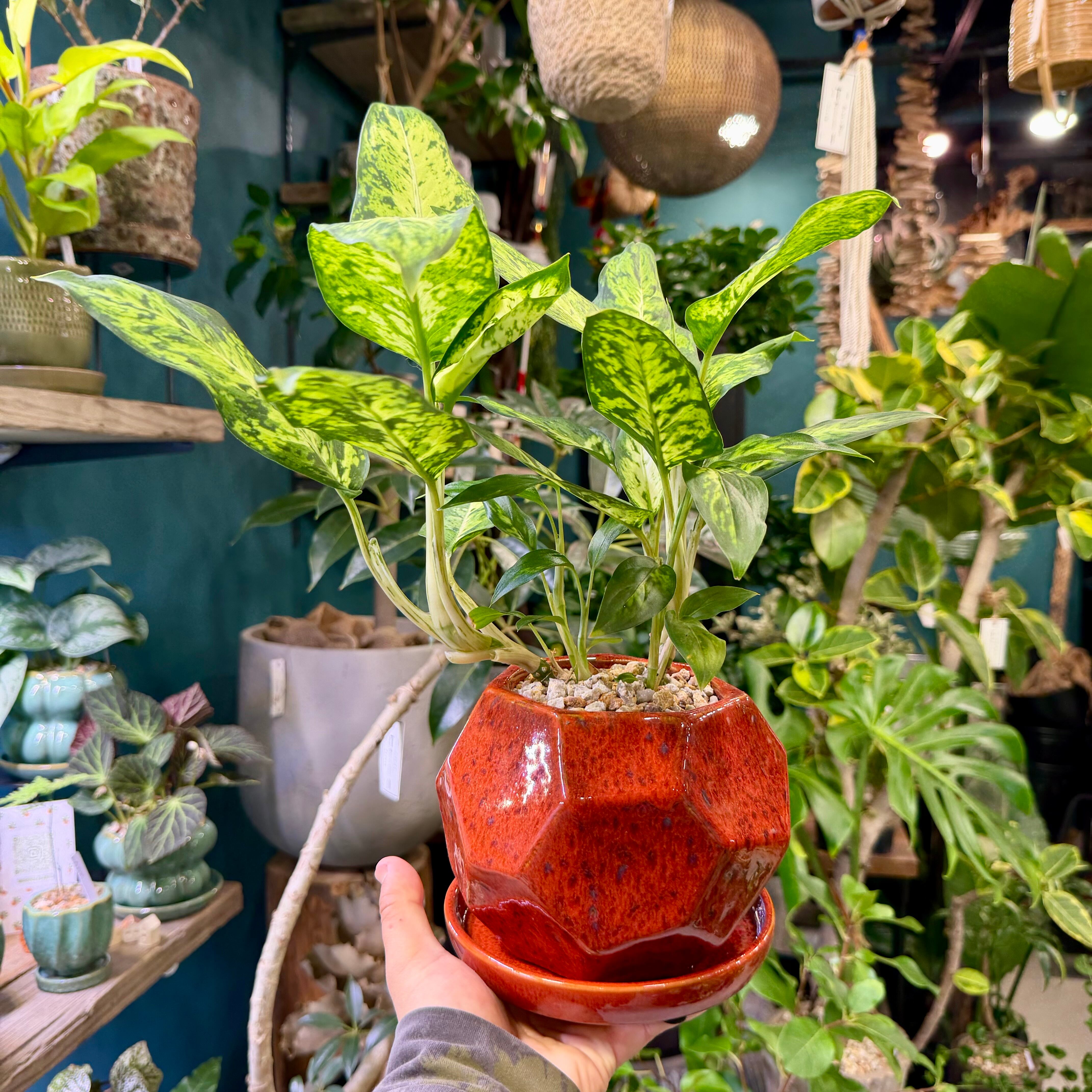 ディフェンバキア・サブライム | barrelplants_BONSAI