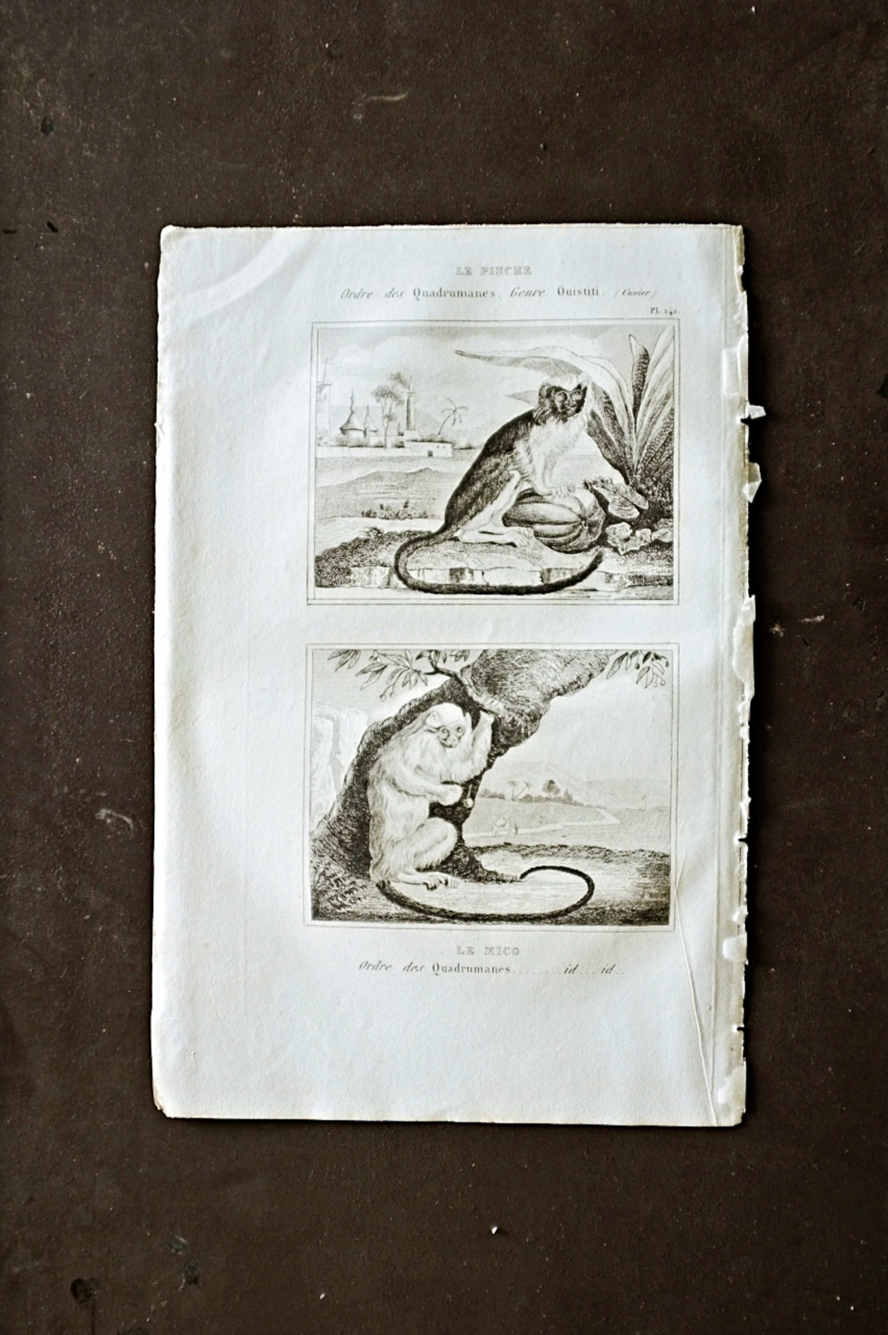 フランスアンティーク BUFFON 1835s ビュフォン伯爵による動物たちの博物画 ワタボウシタマリン  シルバーマーモセット