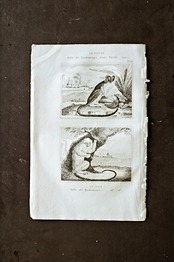フランスアンティーク BUFFON 1835s ビュフォン伯爵による動物たちの博物画 ワタボウシタマリン  シルバーマーモセット