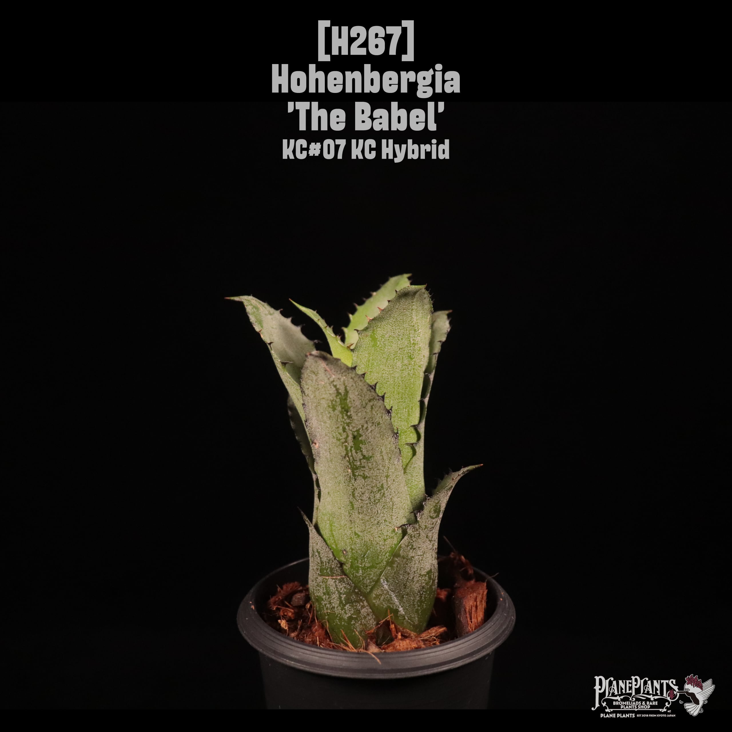 Hohenbergia 'The Babel'〔ホヘンベルギア〕H267