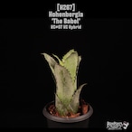 Hohenbergia 'The Babel'〔ホヘンベルギア〕H267