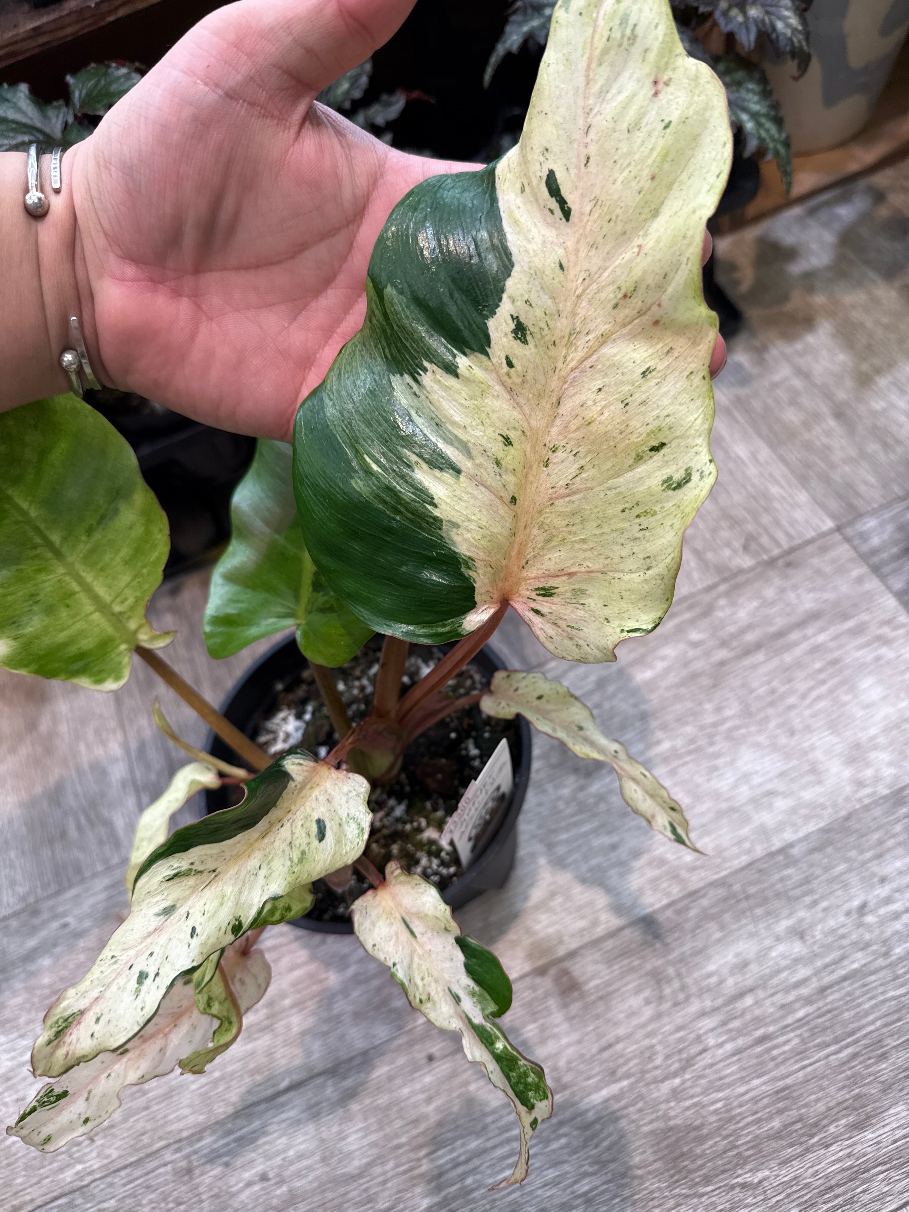 フィロデンドロン 'ヘブンドリーム' | Gardenえん 【観葉熱帯植物】