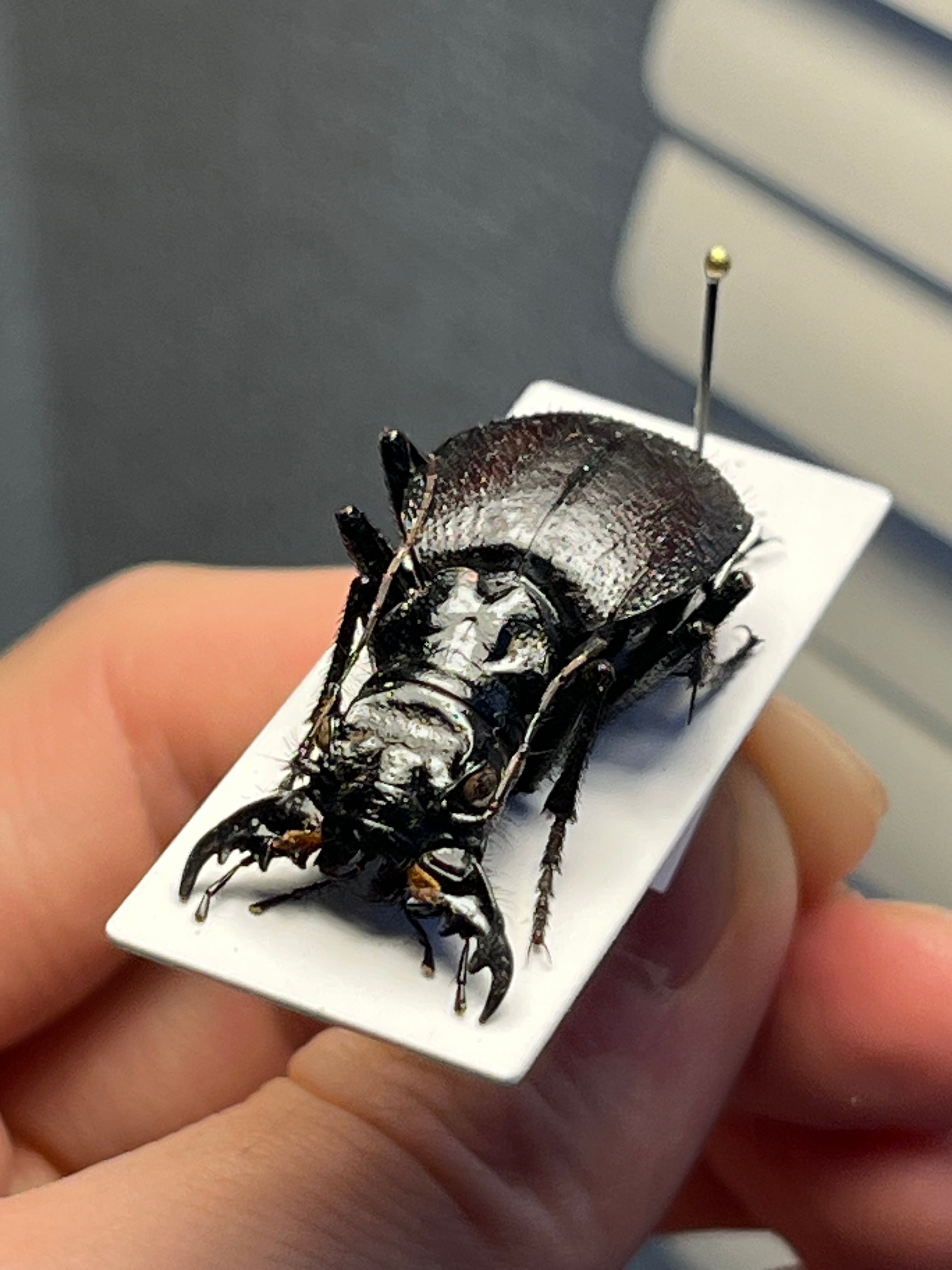 蝸牛被最大種】フクエマイマイカブリ ホンマイマイカブリ 昆虫標本