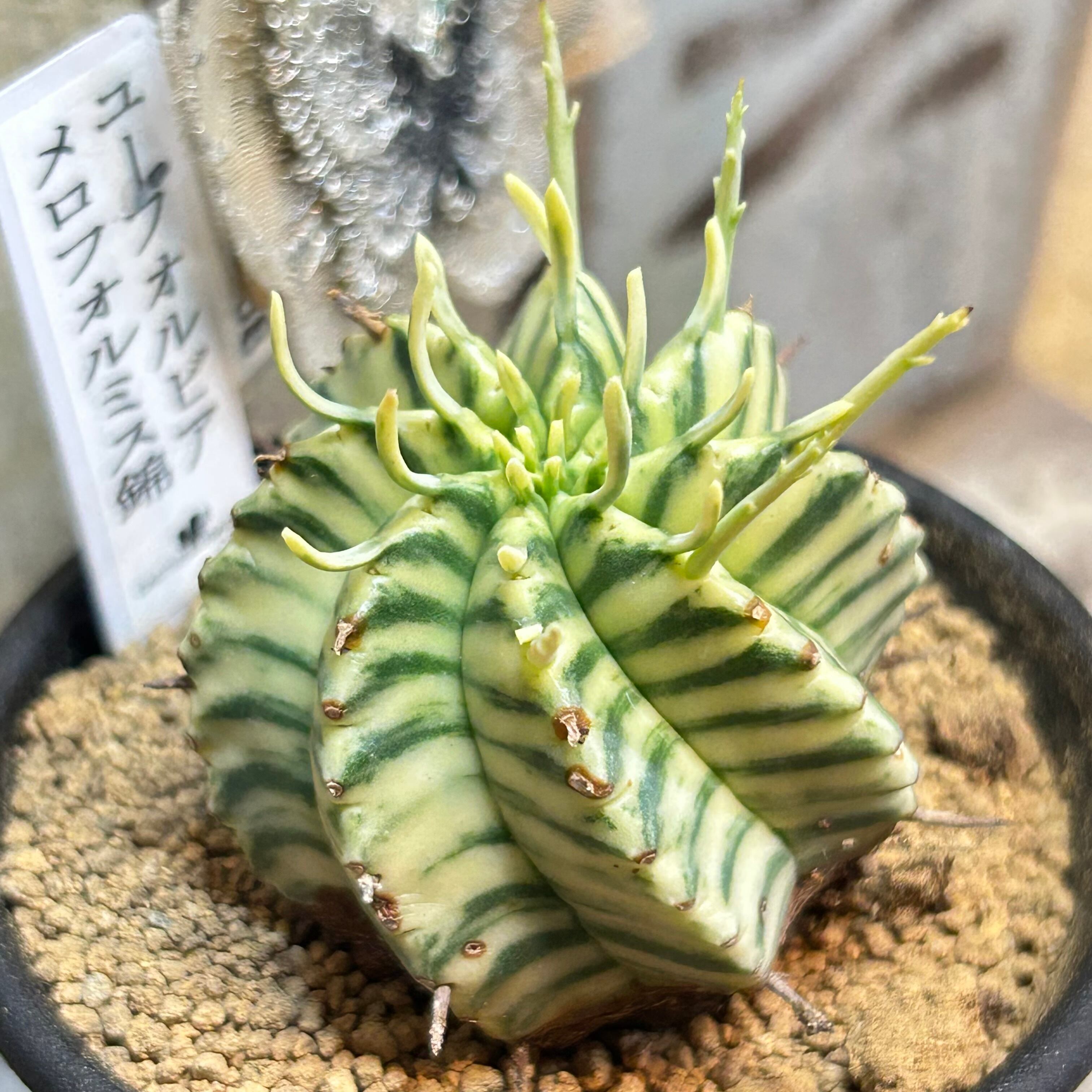 B)ユーフォルビア メロフォルミス錦 | RuPo 多肉植物専門店