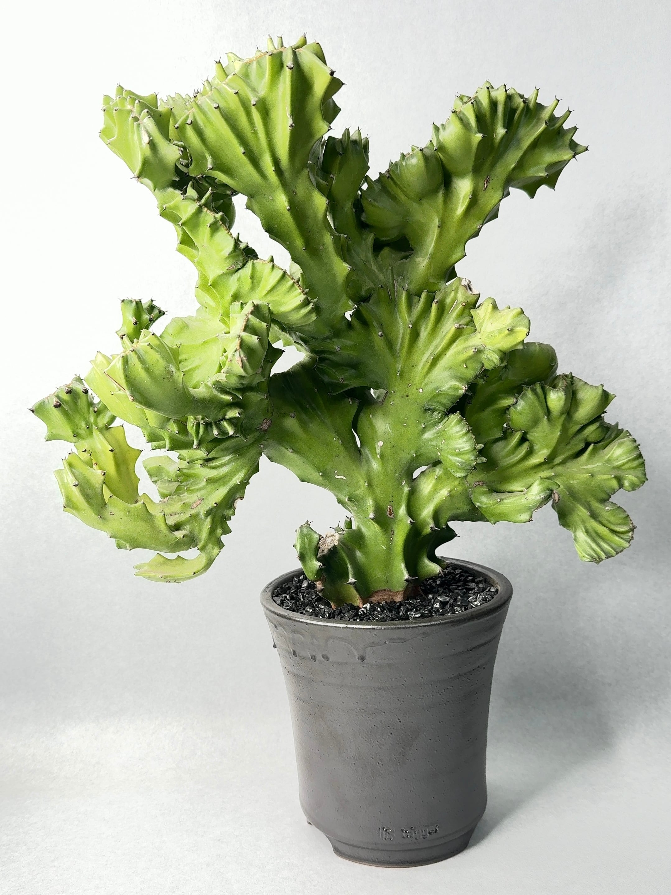 ユーフォルビア | trigger