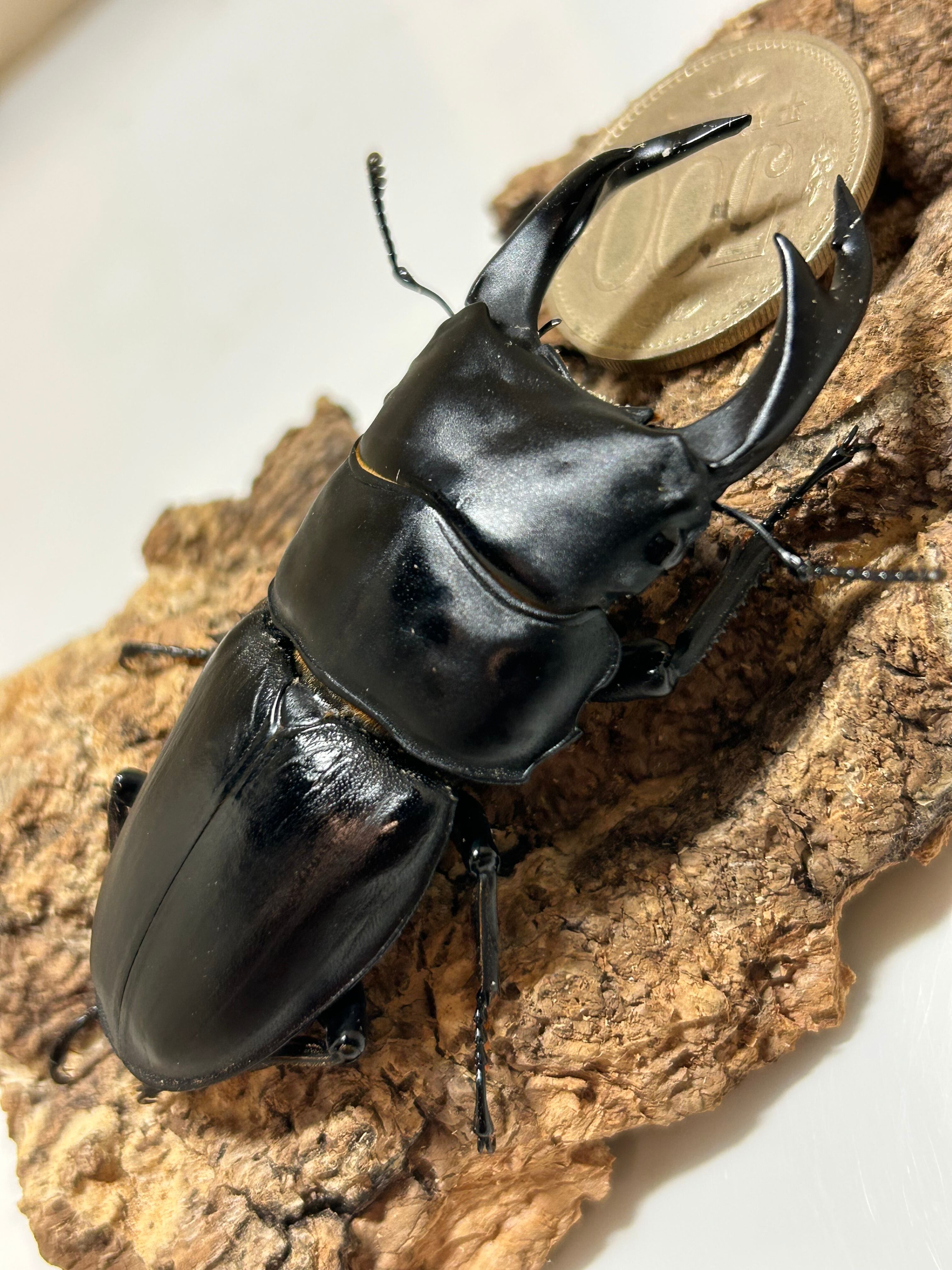 【能勢YG】♂81.7mm◆新成虫◆オオクワガタ 世子血統 スマトラヒラタ アチェ産ペア | Pay ID