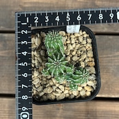 ユーフォルビア セプルタ【97】