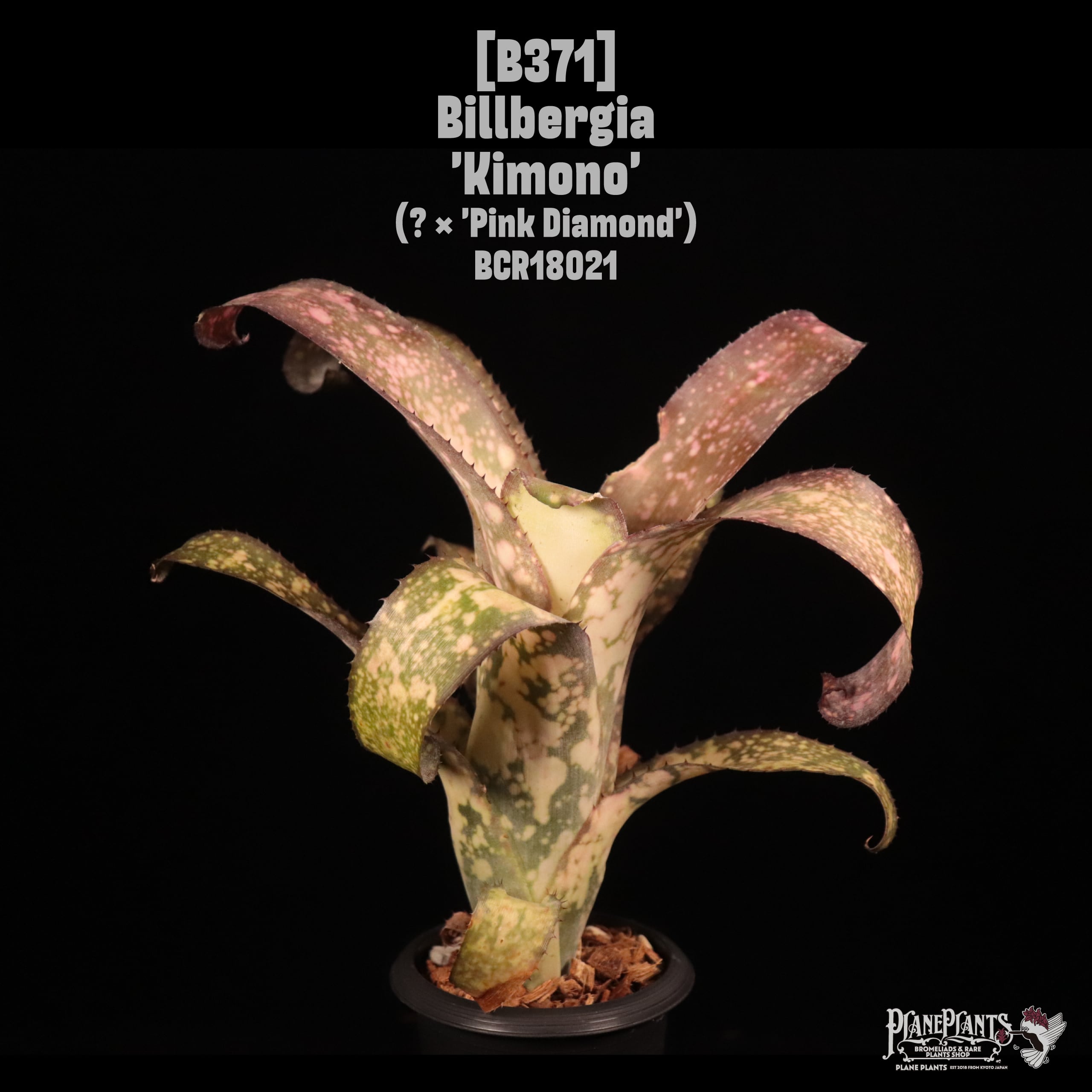 Billbergia 'Kimono'〔ビルベルギア〕B371