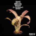 Billbergia 'Kimono'〔ビルベルギア〕B371