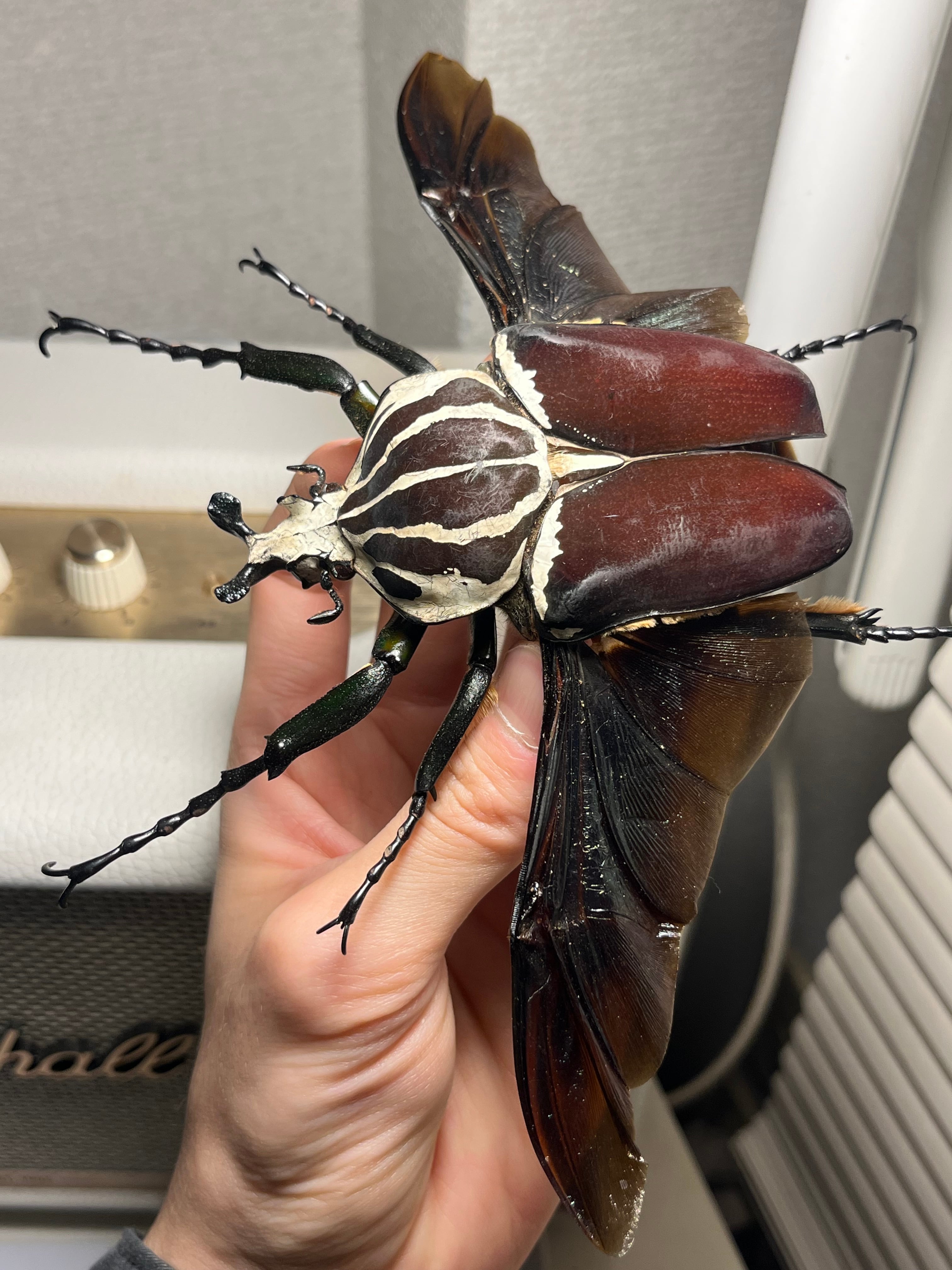 属内最大種】クビワオオツノハナムグリ カナブン ゴライアスオオツノ