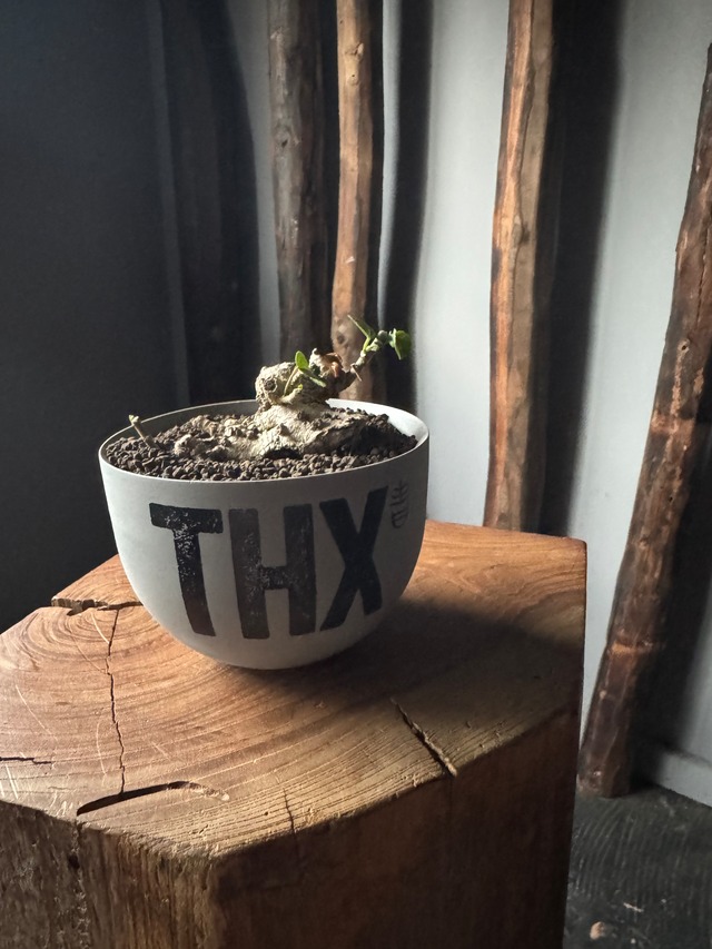 【新着】オオハマボウ × VALIEM GHOST“THX鉢”青坊主別注 Gray Color【Msize】琉球盆栽