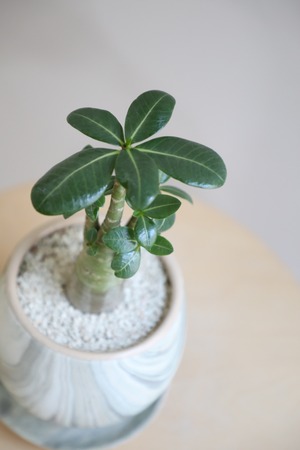 【M】アデニウム アラビカム/Adenium arabicum